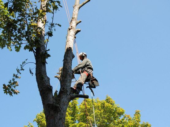 tree removal services Norton ma