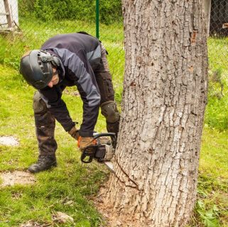 tree cutting services Norton ma